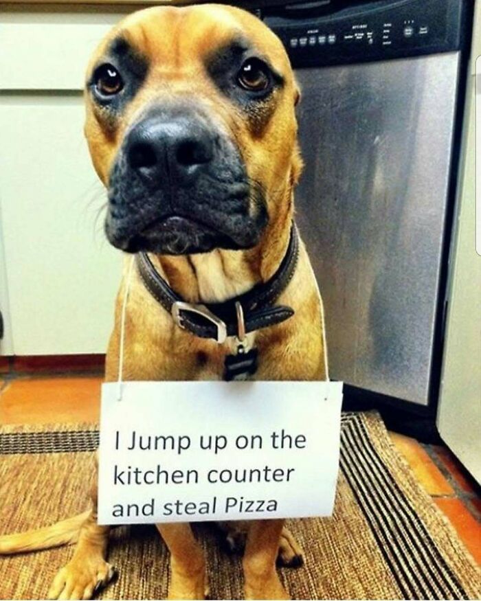Dog wearing a sign admitting to jumping on kitchen counter and stealing pizza in a funny pet shaming photo.