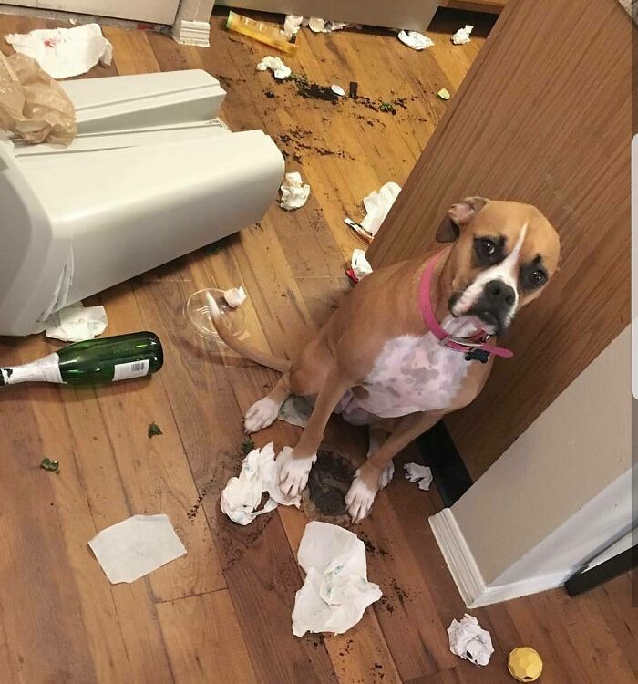 Dog surrounded by mess on floor with spilled dirt, broken trash can, and scattered paper, showcasing pets shamed for their crimes.