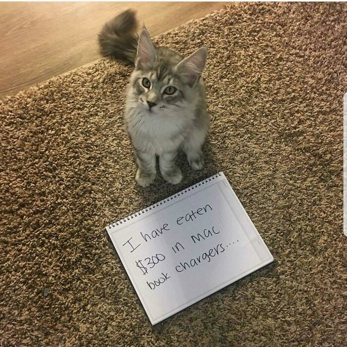 Gray cat sitting on carpet next to a sign confessing to eating $300 worth of MacBook chargers, pet shaming moment.