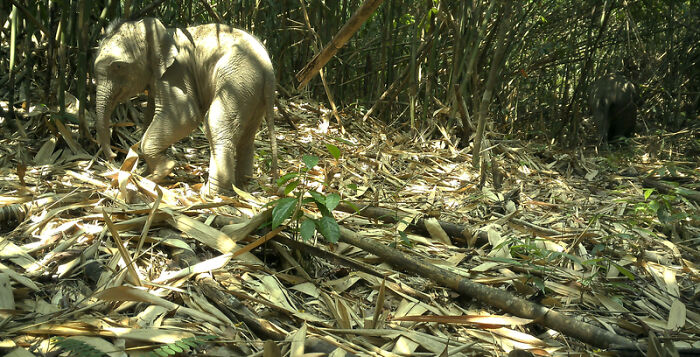 Baby Asian Elephant, Virachey National Park, Cambodia