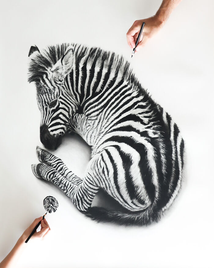 Baby Paws, Zebra