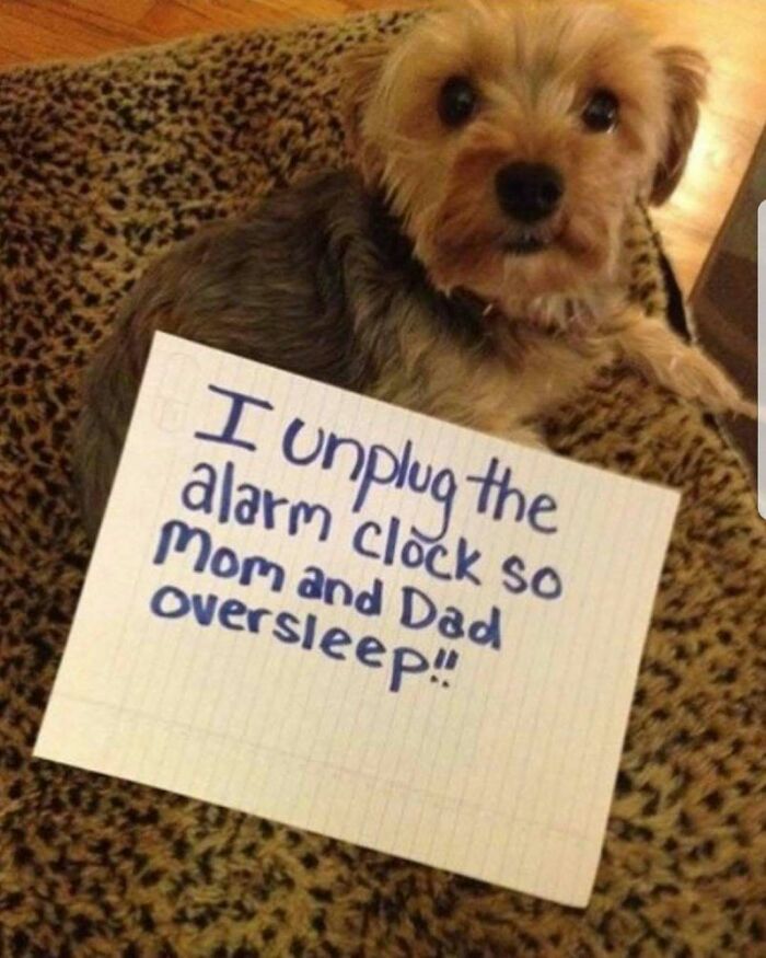 Small dog with a pet shaming sign admitting to unplugging the alarm clock causing parents to oversleep, a hilarious pet crime.