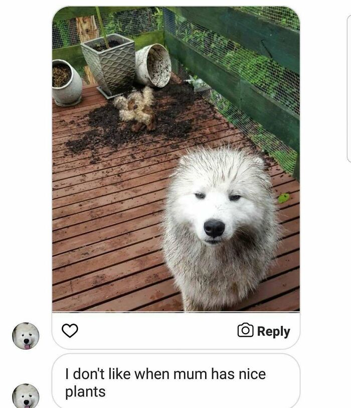 Dirty dog standing on deck next to spilled plant soil with another dog covered in dirt pet shamed for crimes