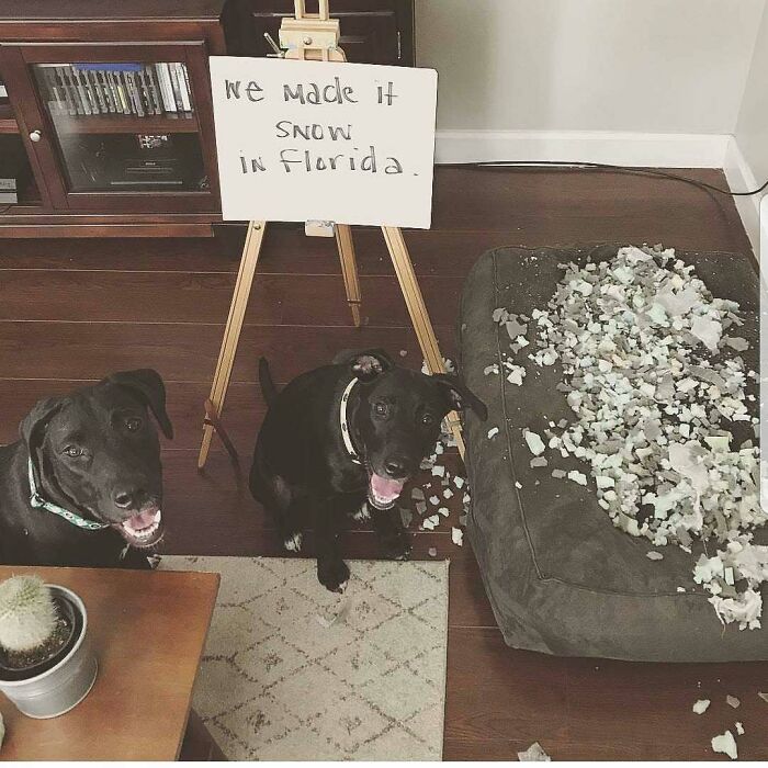 Two dogs next to shredded bedding with a sign about snow, showcasing pets shamed for their hilariously horrible crimes.