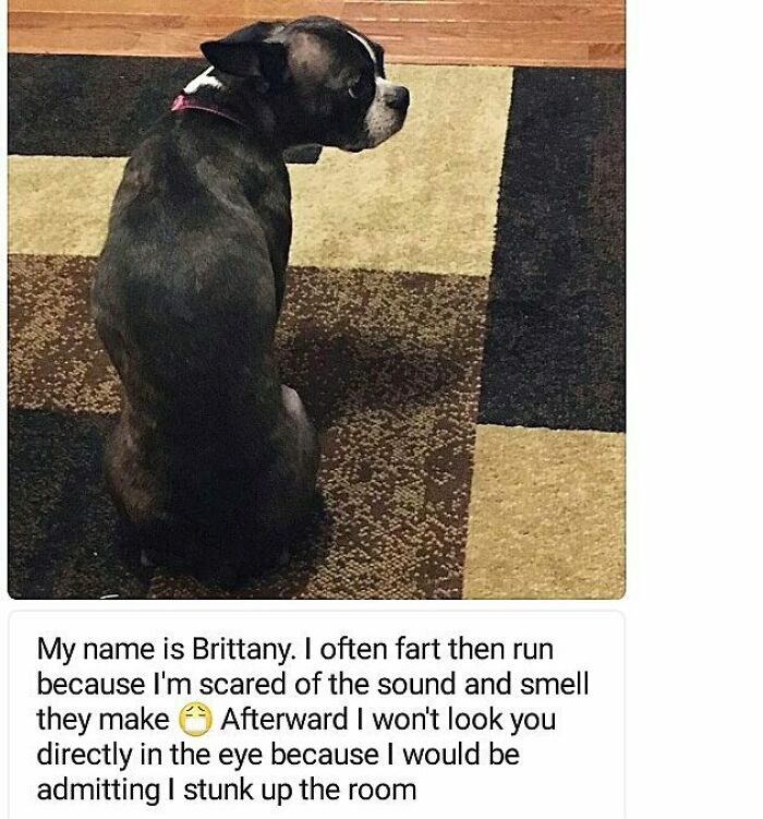 Small dog sitting on a patterned carpet looking away after committing one of the hilariously horrible crimes pets do.
