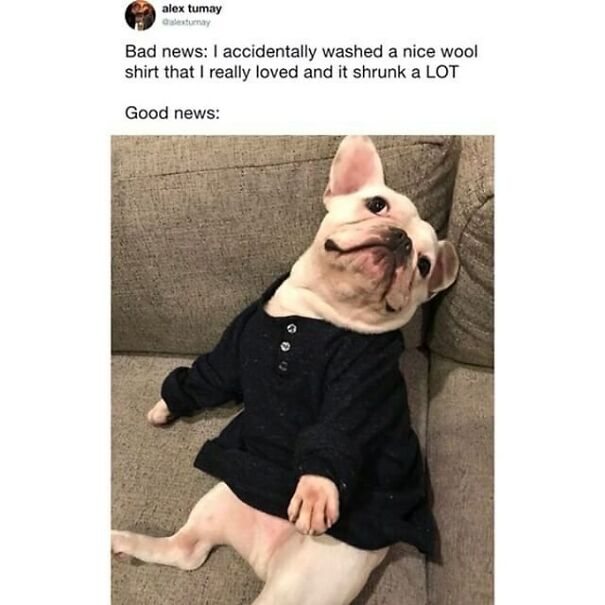 A wholesome meme of a French bulldog wearing a shrunk shirt, looking adorable and happy.