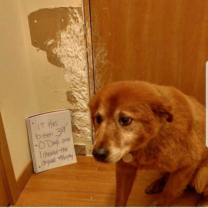 Brown dog sitting next to a destroyed wall with a sign shaming the pet for chewing drywall for 39 days.