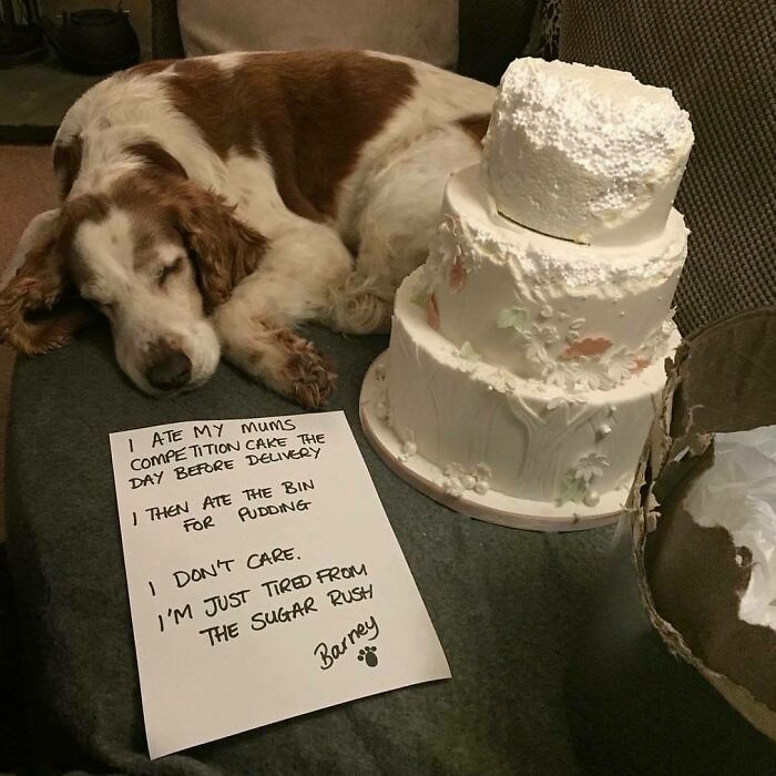 Dog caught shaming after eating competition cake and bin pudding, showing hilarious pets shamed for their horrible crimes.