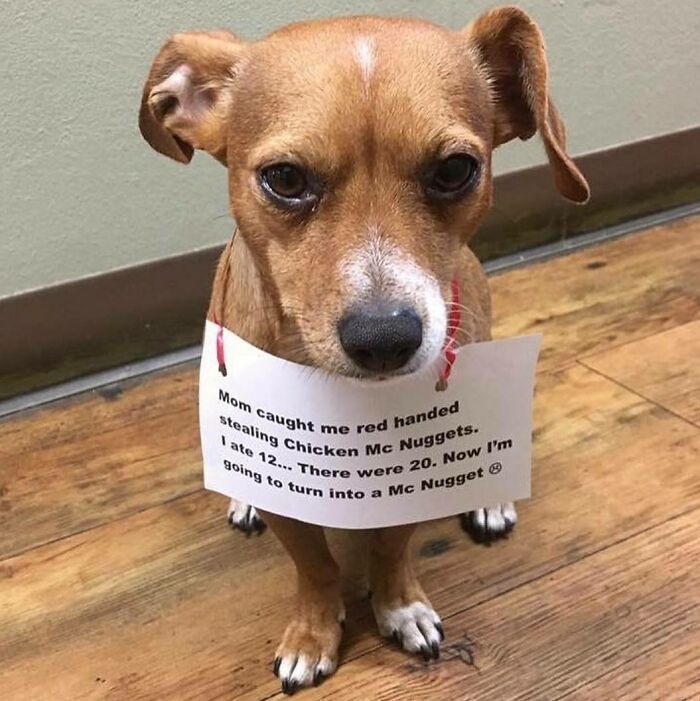 Small brown dog wearing a sign for stealing food, part of pets shamed for their hilariously horrible crimes series.