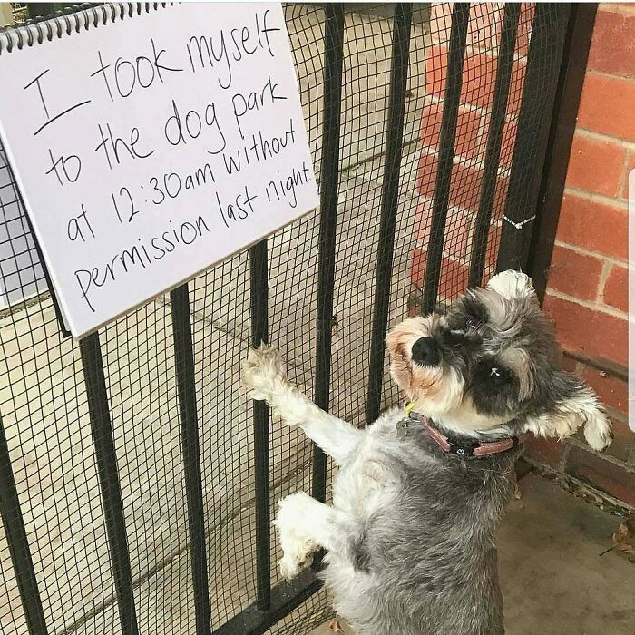 Small dog next to gate with a pet shaming sign about going to the dog park without permission at night.