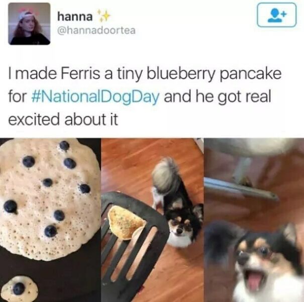 A wholesome post: a dog named Ferris gets extremely excited about a tiny blueberry pancake made for National Dog Day.