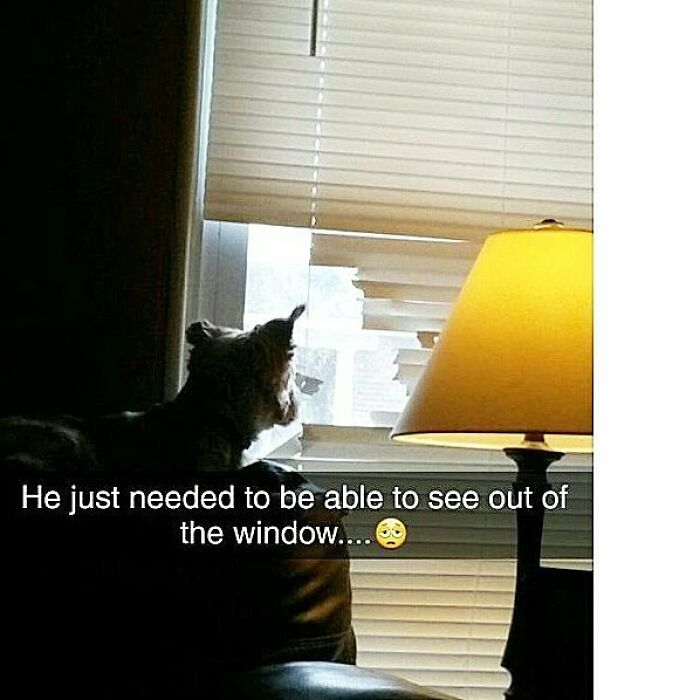 Dog caught shaming for tearing window blinds to see outside, a funny pet crime in a home setting with a lamp nearby.