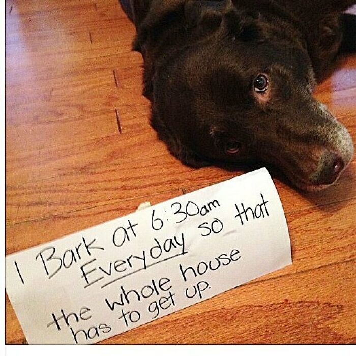 Dog lying on wooden floor with a sign showing pet shaming for barking early, highlighting hilarious horrible crimes by pets.