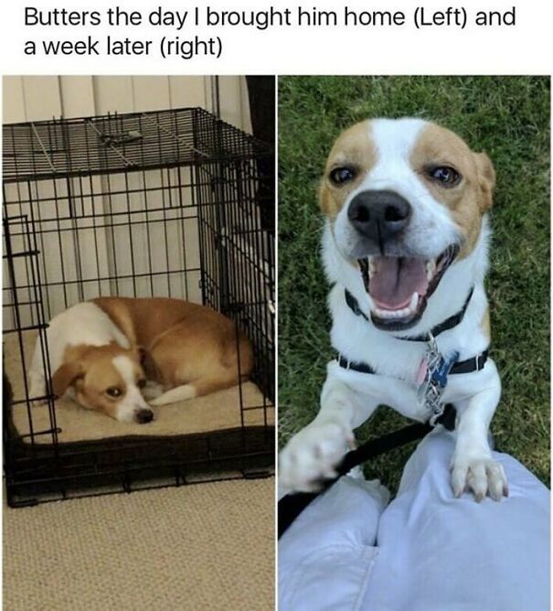 A wholesome post showing Butters the dog, sad in a crate, then happy and smiling after a week.