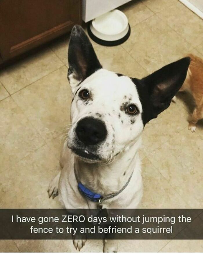 Dog with black and white spots wearing a blue collar looking up, caption about hilarious pet crimes involving squirrels.