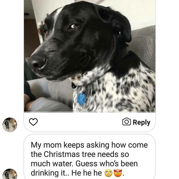 Black and white dog with guilty expression in a pet shaming photo for hilarious horrible crimes.