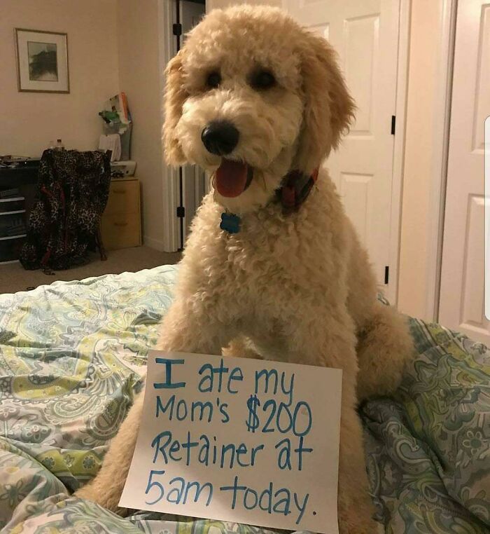 Curly dog sitting on bed with sign showing a hilarious pet shaming moment for a horrible crime.