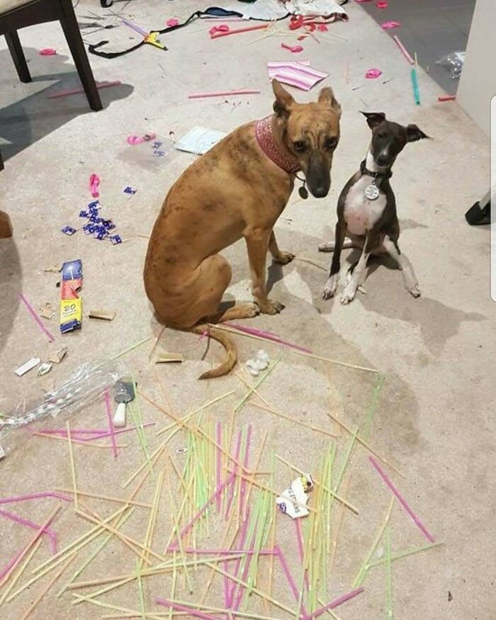 Two dogs sitting amid shredded straws and scattered mess, pets shamed for their hilariously horrible crimes.