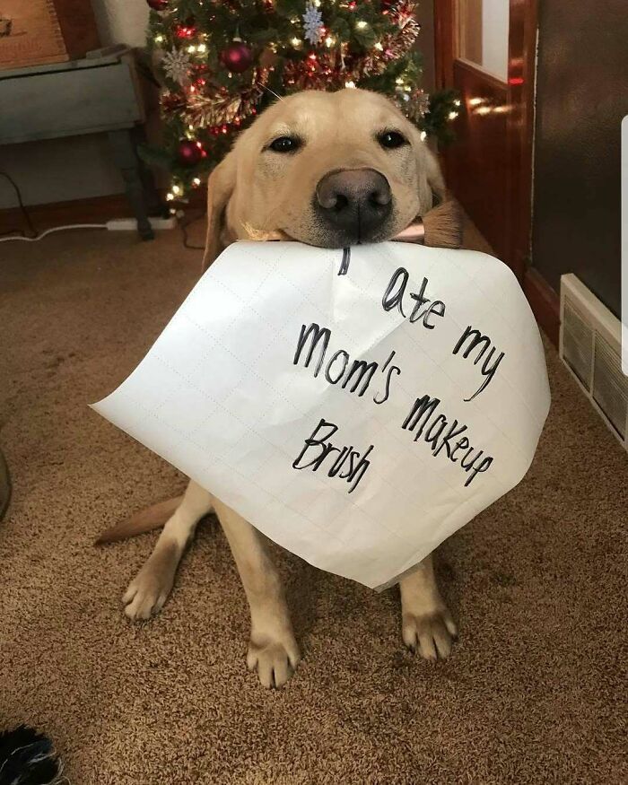 Dog sitting in front of a Christmas tree holding a sign as pet shame for eating a makeup brush.