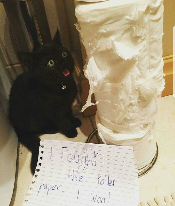Black cat next to torn toilet paper roll with a note saying it fought the paper and won, showing pets hilarious horrible crimes.