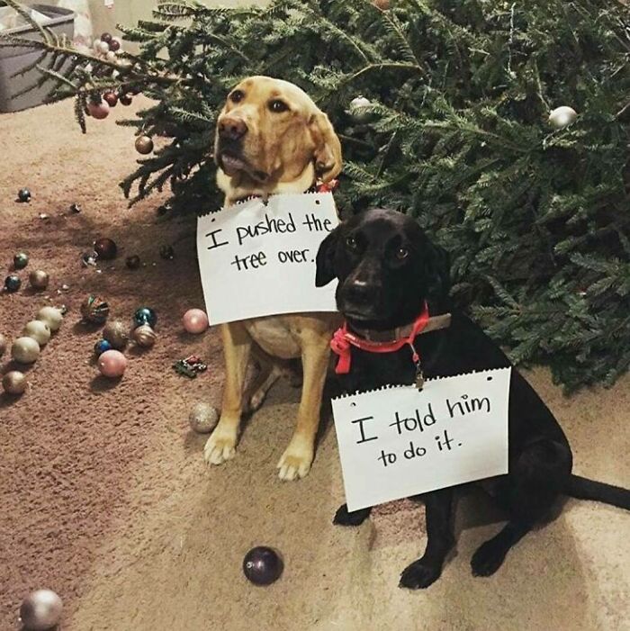 Two dogs wearing signs admitting to pushing over a Christmas tree, showcasing pets hilariously shamed for their crimes.