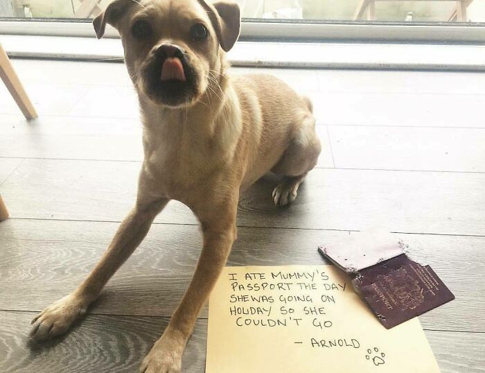Small dog caught in pet shaming photo for eating a passport, highlighting pets' hilariously horrible crimes.