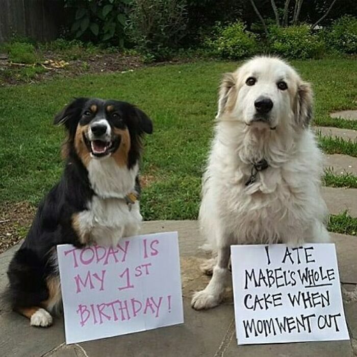 Two dogs sitting outside with pet shaming signs, one celebrating birthday, the other confessing to eating a cake.