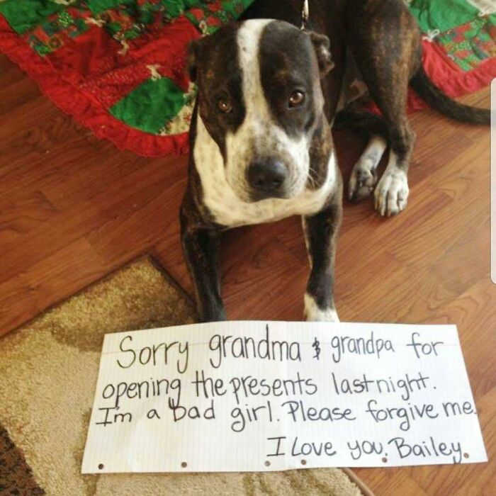Dog sitting on the floor with a shame sign apologizing for opening presents, showcasing pets humorously shamed for crimes.
