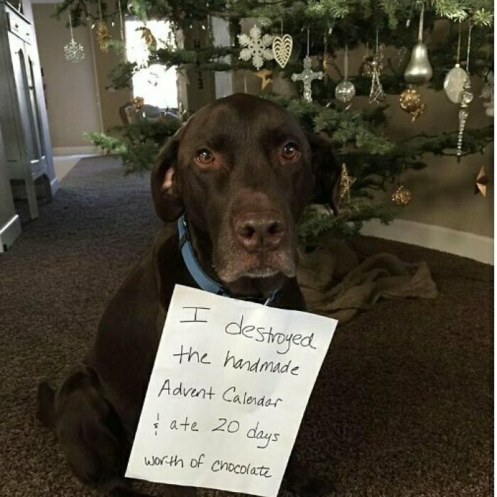 Chocolate-loving dog shamed for destroying handmade advent calendar and eating 20 days worth in a hilarious pet shaming moment.