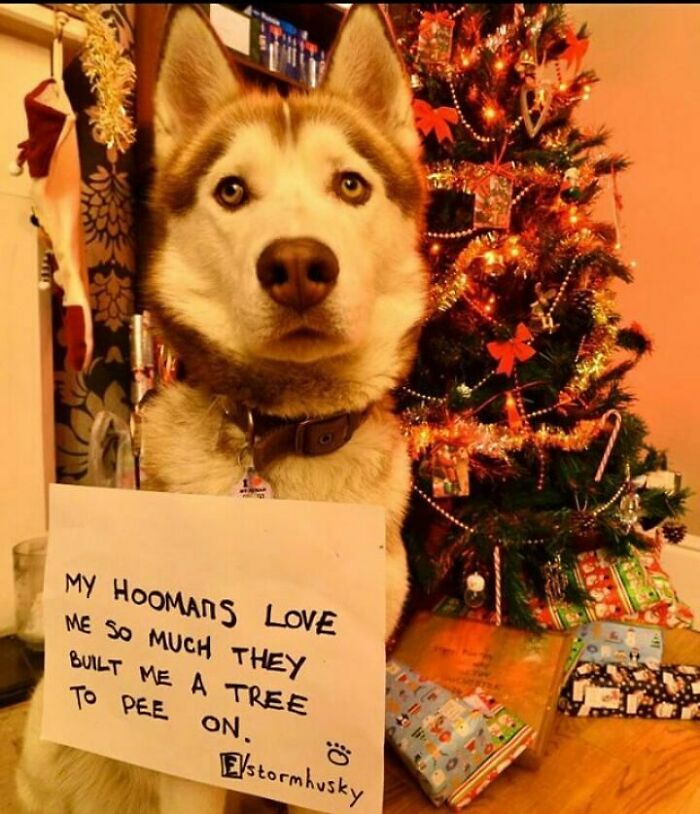 Husky holding a pet shaming sign about a Christmas tree, illustrating funny pet crimes during holiday season.