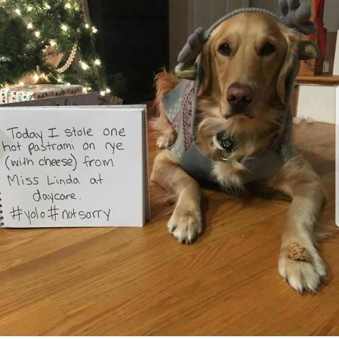 Golden retriever dressed as reindeer shamed for stealing a hot pastrami sandwich with cheese at daycare.