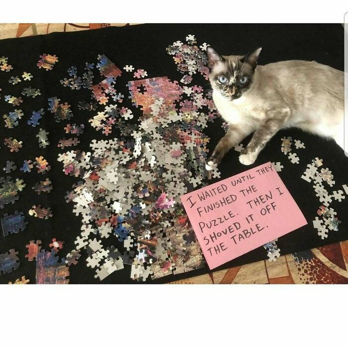 Cat shaming photo showing a cat next to a scattered puzzle with a note about ruining the puzzle, pets shamed for crimes.