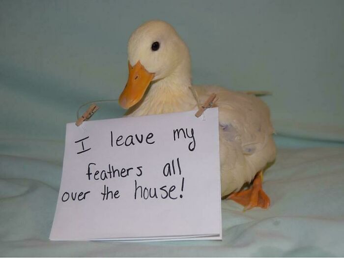 Duck wearing a sign shaming its hilarious horrible crime of leaving feathers all over the house, pet shaming moment.