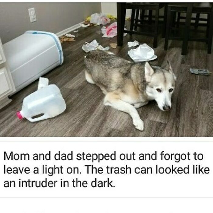 Dog lying on the floor surrounded by trash after being shamed for its hilariously horrible crimes as a pet.