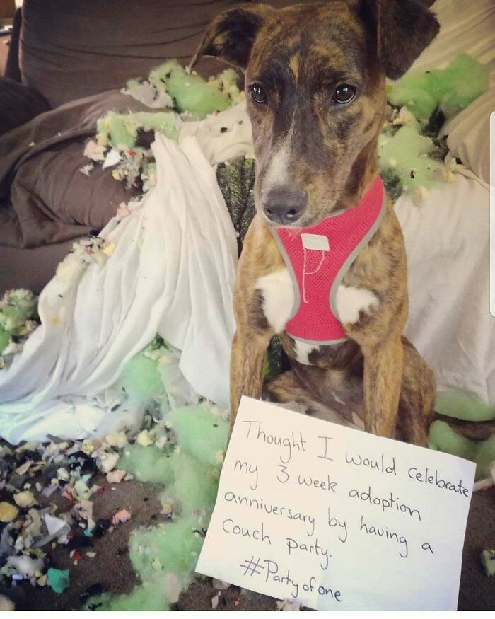 Brindle dog wearing a red harness sitting amid shredded couch stuffing, showcasing a hilariously shamed pet moment.
