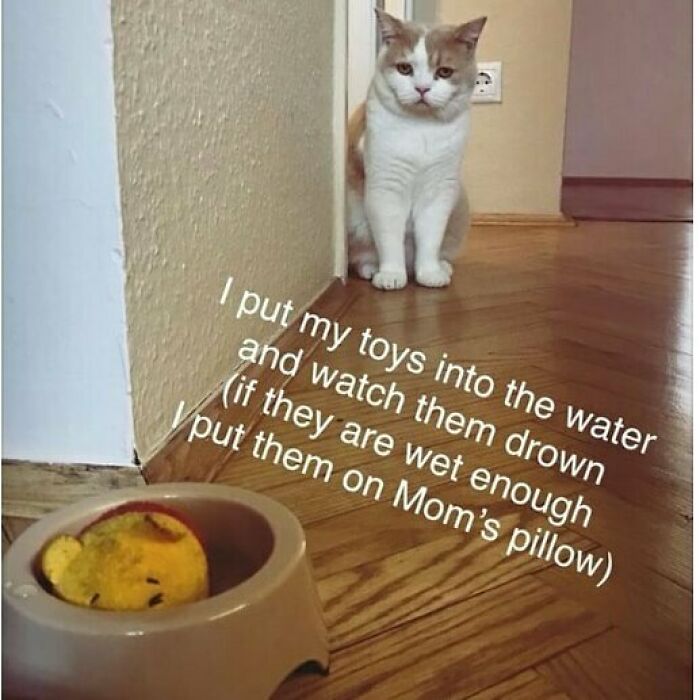 Cat sitting by wall with wet toys in water bowl, guilty of hilariously horrible pet crimes and mischief at home.