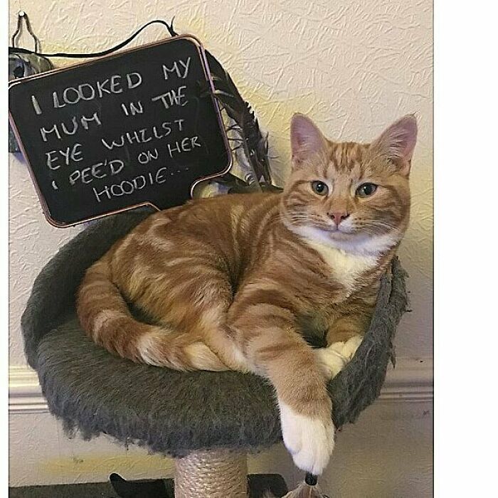 Ginger cat resting on a cat tree next to a sign shaming its hilarious horrible crime of peeing on a hoodie.