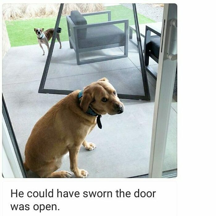 Dog sitting outside looking confused after moving screen door, a funny example of pets shamed for their hilarious crimes.