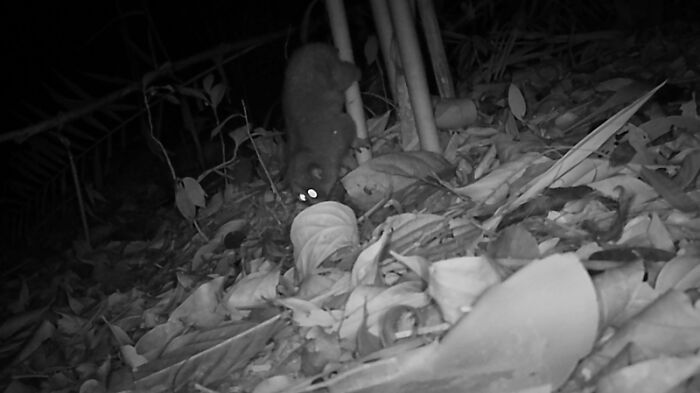Bengal Slow Loris, Virachey National Park, Cambodia