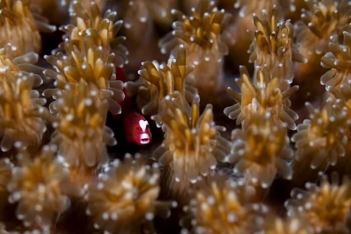 Macrophotography, Finalist: Between The Polyps By Daniel Sly