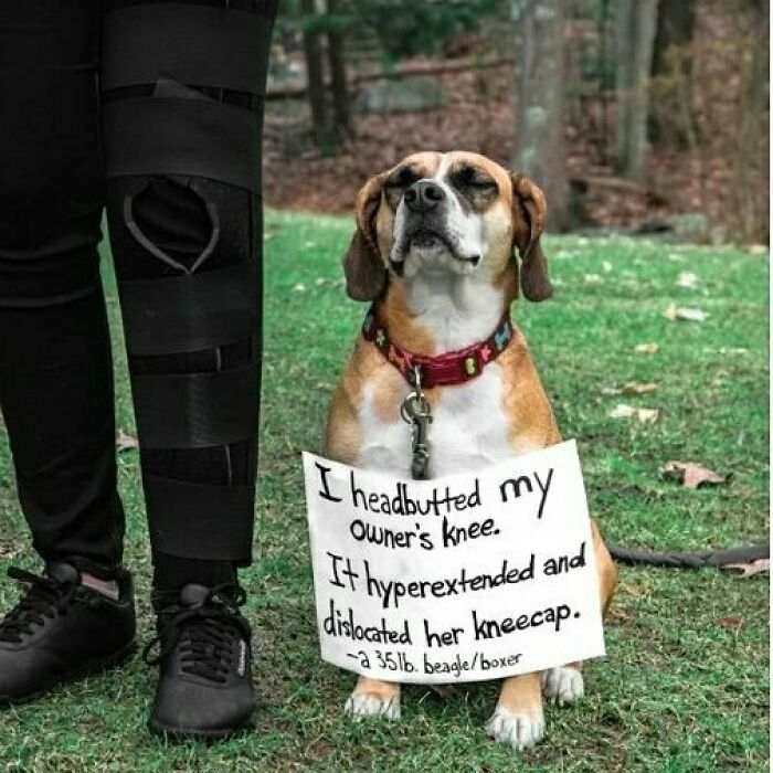 Beagle boxer dog wearing a sign, humorously shamed for causing injury to owner's knee, showcasing pet funny crimes.