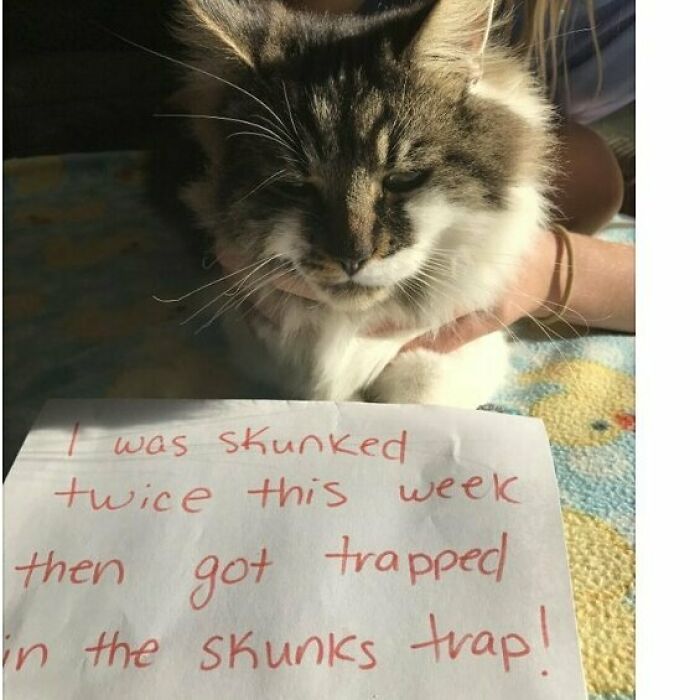 Cat being shamed with a note for its hilarious horrible crimes involving getting skunked twice and trapped in a skunk trap.