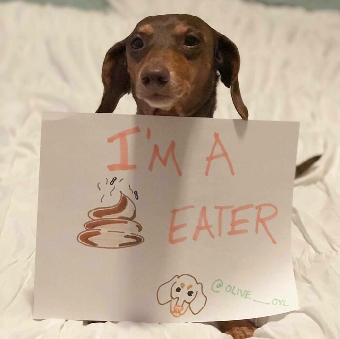 Small brown dog holding a pets shaming sign admitting to being a p**p eater in a playful pet crime confession.
