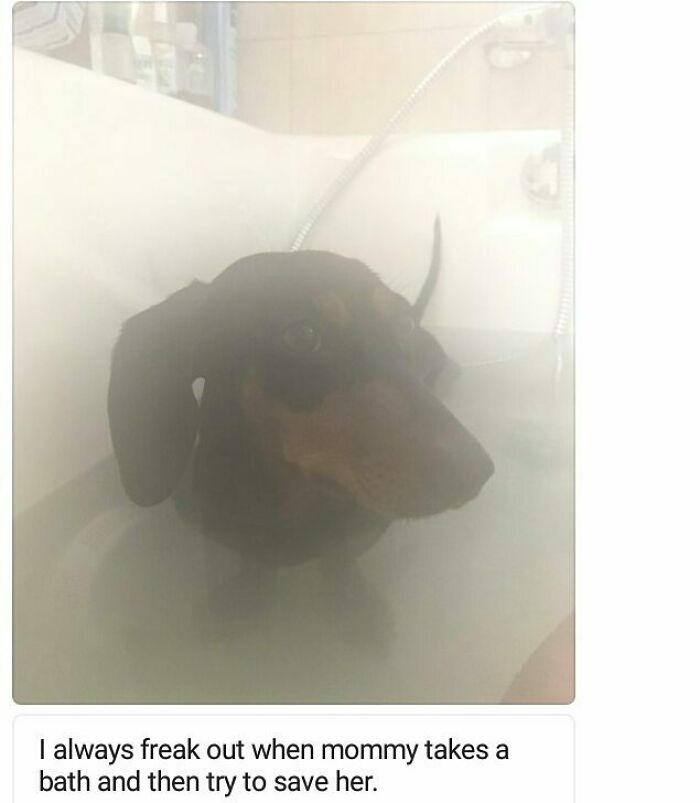 Small dog in a foggy bath looking concerned, one of the funny pets shamed for their hilariously horrible crimes.