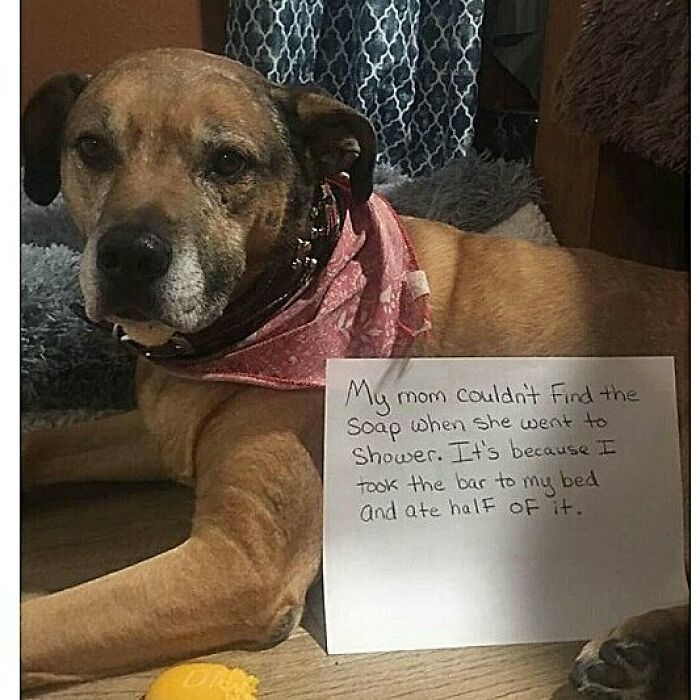 Dog wearing a pink bandana shamed for stealing and eating half a bar of soap, part of pets shamed for hilarious crimes.