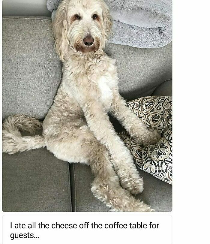 Fluffy dog sitting on couch looking guilty after being shamed for its hilariously horrible pet crime.