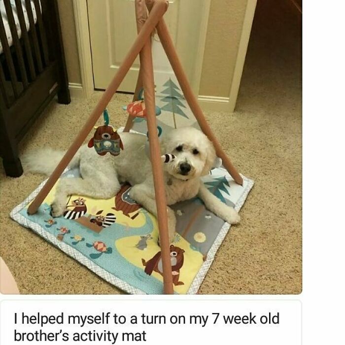 White dog lying on a baby activity mat surrounded by hanging toys, featured in a pets shamed for hilarious crimes post.