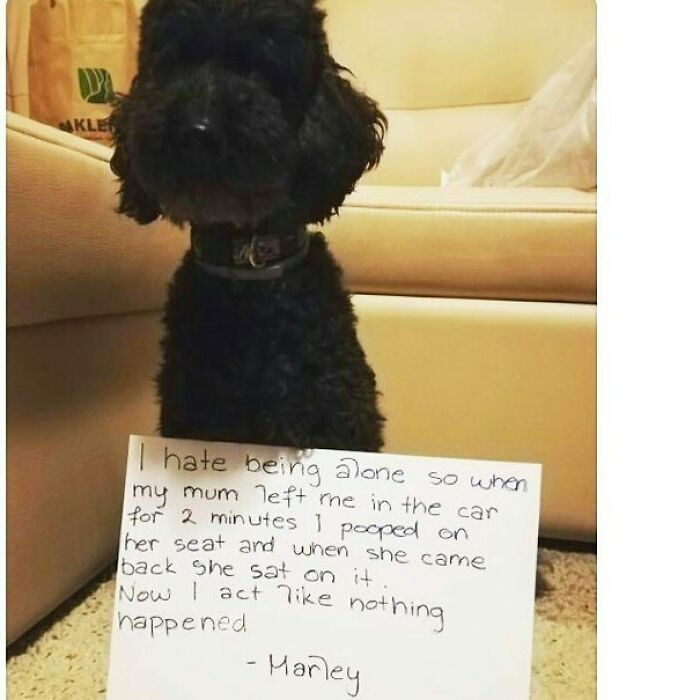 Black dog holding a sign confessing to a hilarious pet crime of pooping on car seat when left alone.