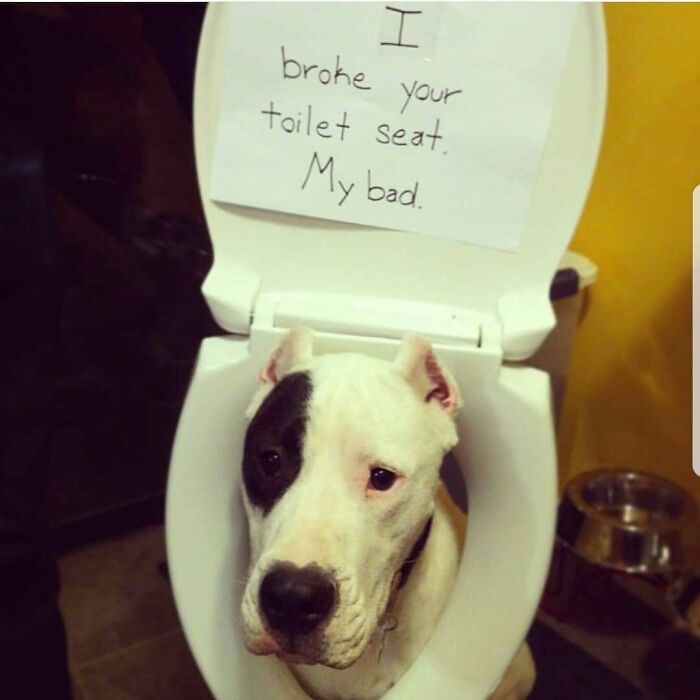 Dog sitting inside a broken toilet seat with a note apologizing, part of pets shamed for their hilarious horrible crimes.