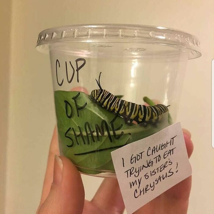 Caterpillar in a clear cup labeled cup of shame caught trying to eat a chrysalis, a funny pet shaming moment.